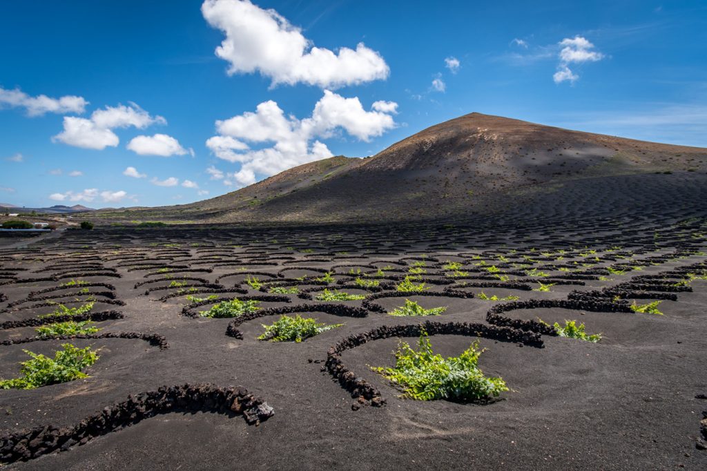 Vinedos de lanzarote