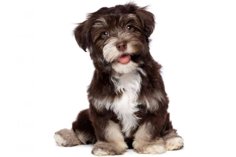 Comprar, en 101 Cachorros, cachorros de diferentes razas