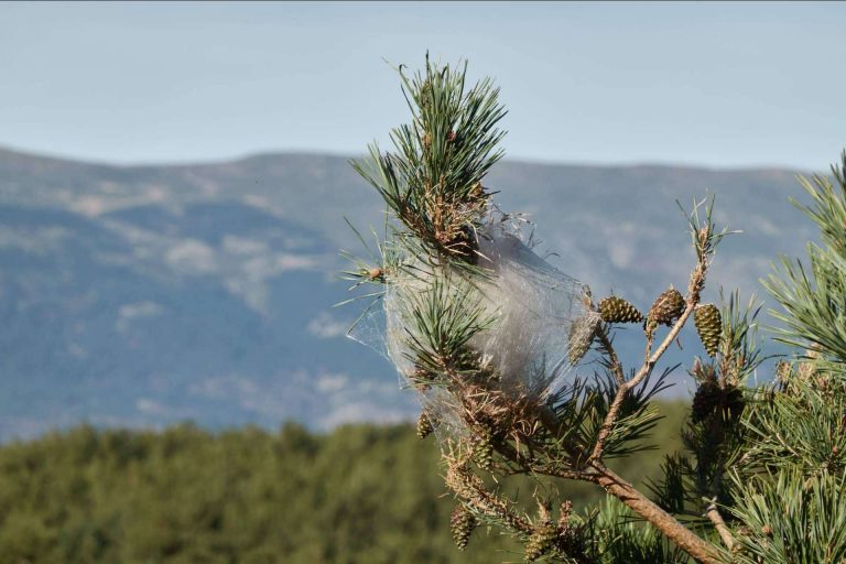 Los drones plaguicidas son la alternativa segura para acabar con las plagas, por FRP