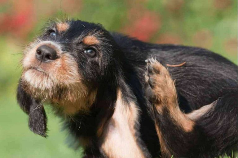 ¿Qué es el pienso hipoalergénico para perros?