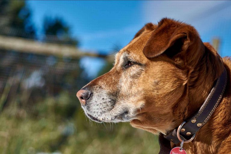 La plataforma que busca una solución al abandono de mascotas en España Miwuki Pet Shelter