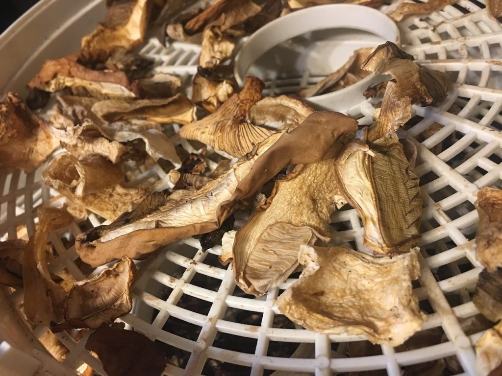 Así puedes secar las setas que recojas en el bosque