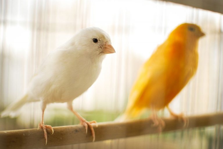 Los cuidados básicos que requiere un pájaro como mascota