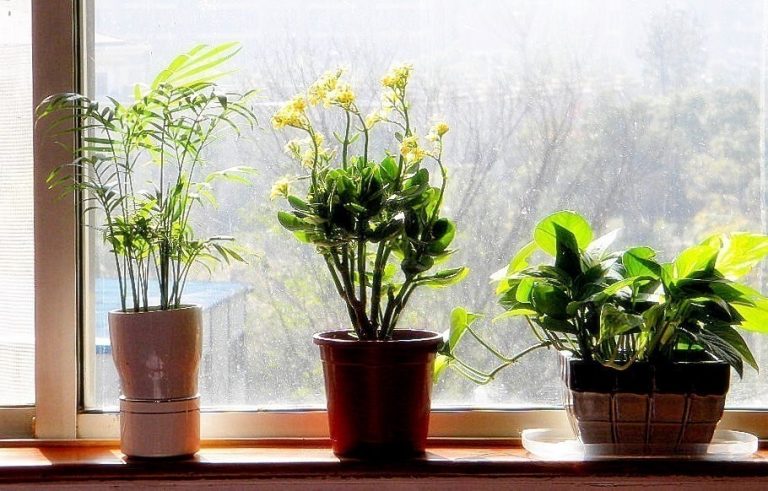 10 plantas que puedes tener en el dormitorio