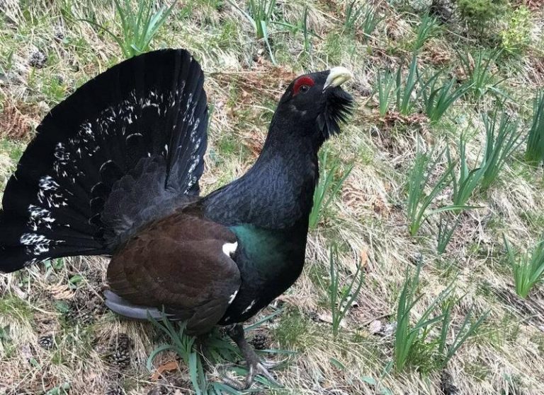 Expertos abordan la situación crítica del urogallo pirenaico y cantábrico