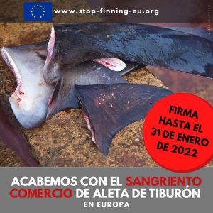 Una iniciativa ciudadana pide al Parlamento Europeo prohibir el comercio de aletas de tiburón en la UE