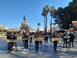 Una veintena de personas reivindican en Palma que "ni galgos ni podencos son un instrumento"