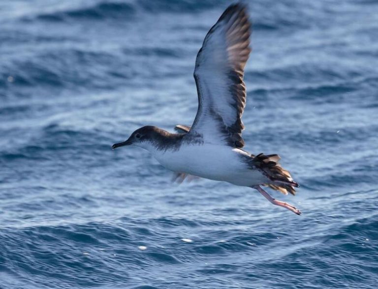 El proyecto 'Pufmed' investiga a 2 especies de pardelas amenazadas