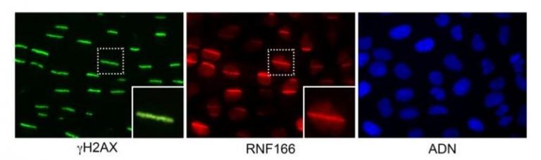 Científicos visualizan la reparación del material genético como nunca antes se había visto