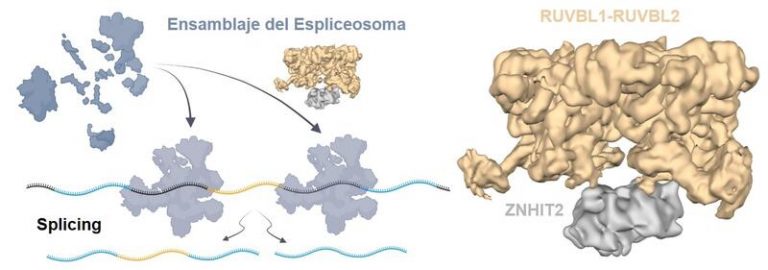 Investigadores del CNIO arrojan luz sobre la maduración del espliceosoma