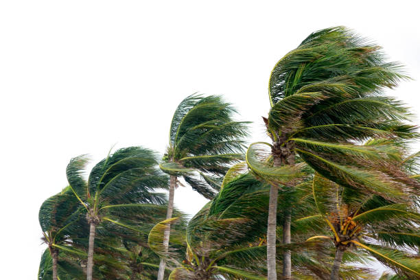 Cómo reclamar los daños si has sufrido un temporal 3 Pasos que se deben seguir para agilizar el cobro de la indemnización