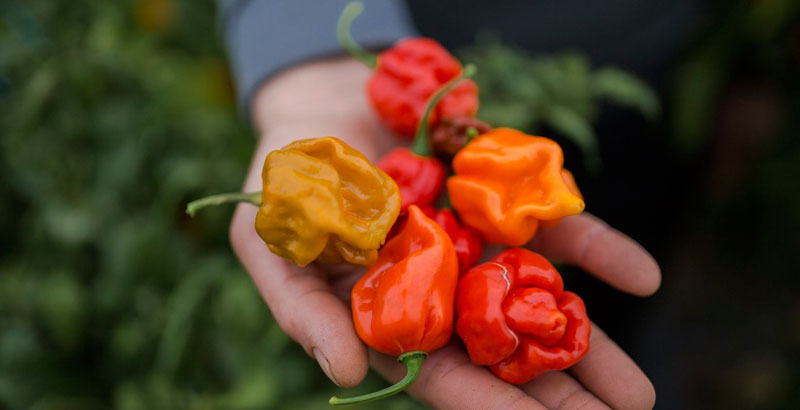 Alimentos que tienen el mismo efecto que la viagra 14