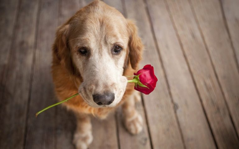 Aplicaciones para encontrarle novio o novia a tu perro