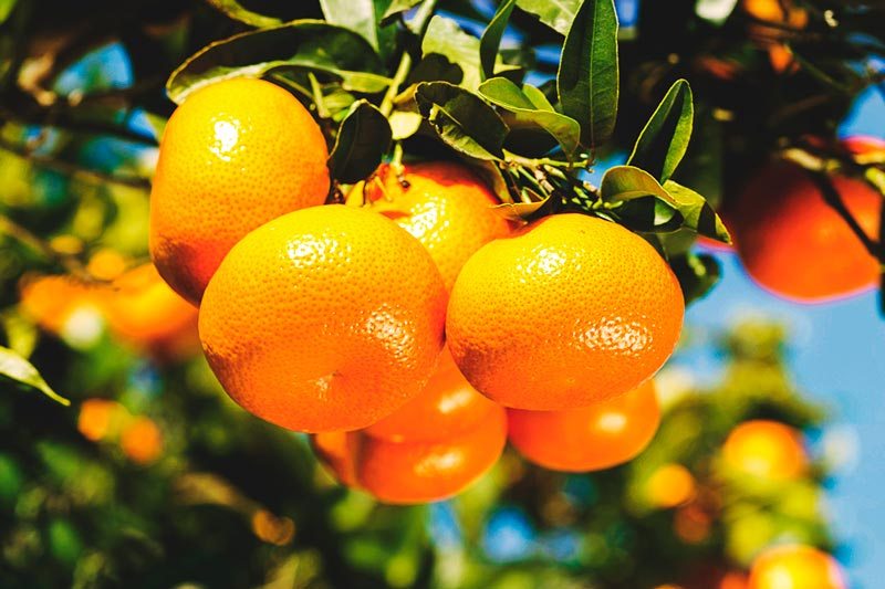 Mandarinas: una fuente de vitaminas