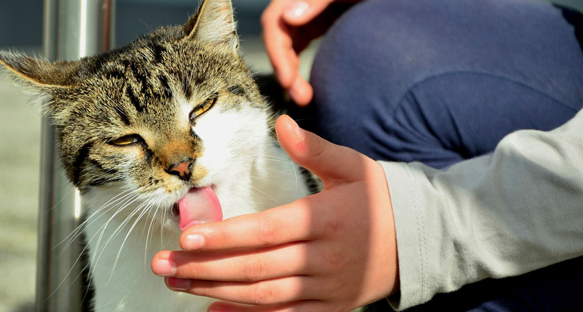 Este es el motivo por el que tu gato tiene la lengua áspera