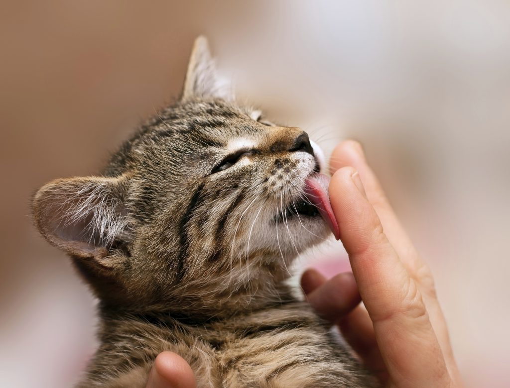 Este es el motivo por el que tu gato tiene la lengua áspera