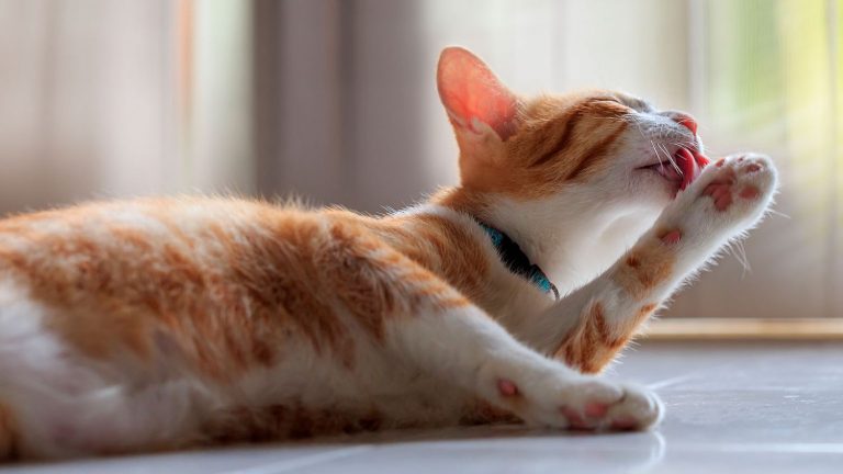 Este es el motivo por el que tu gato tiene la lengua áspera