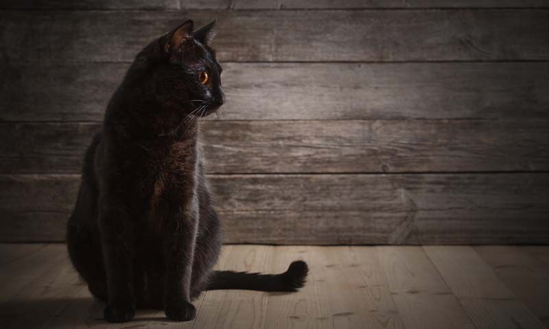 ¿Los gatos negros traen mala suerte de verdad?