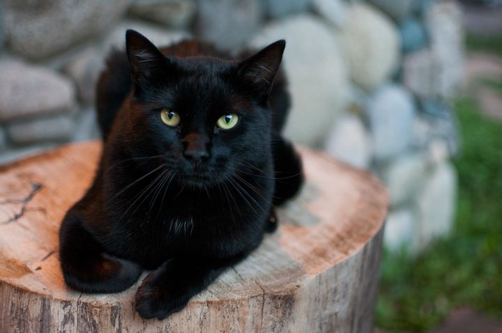 ¿Los gatos negros traen mala suerte de verdad?