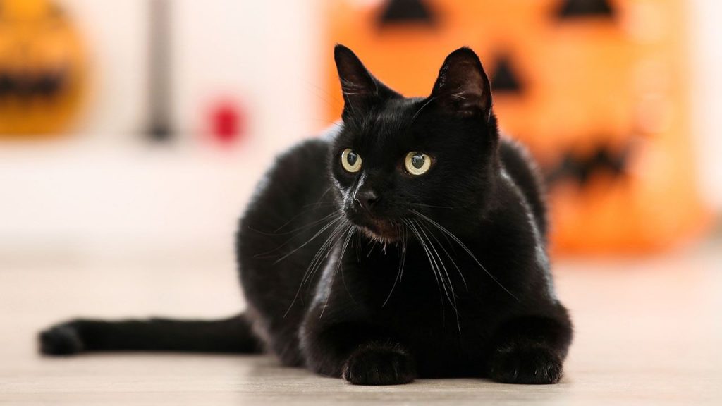 ¿Los gatos negros traen mala suerte de verdad?