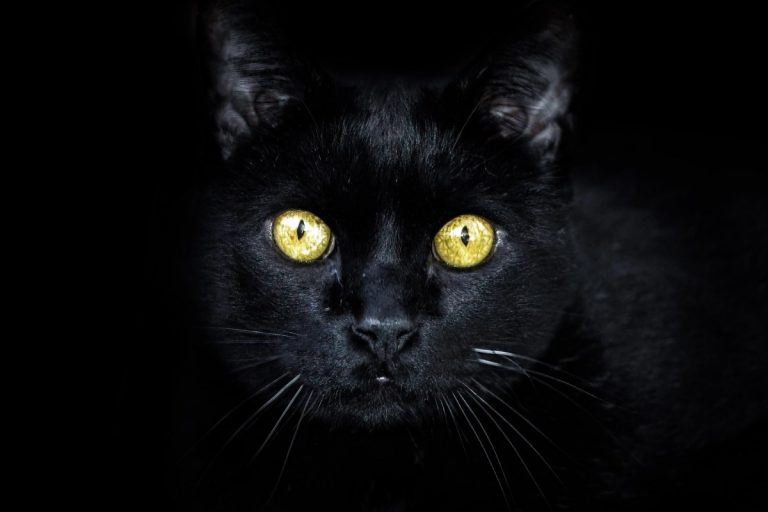 ¿Los gatos negros traen mala suerte de verdad?