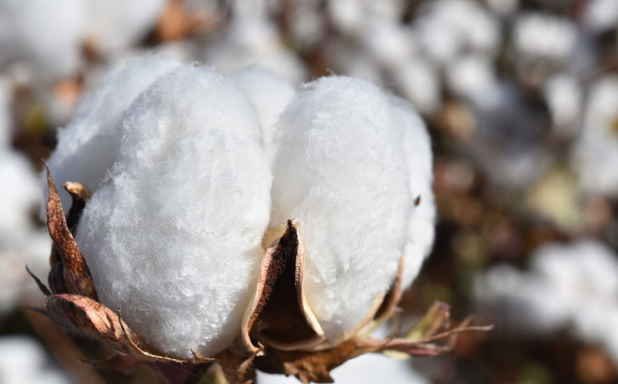 Prevén las ampollas