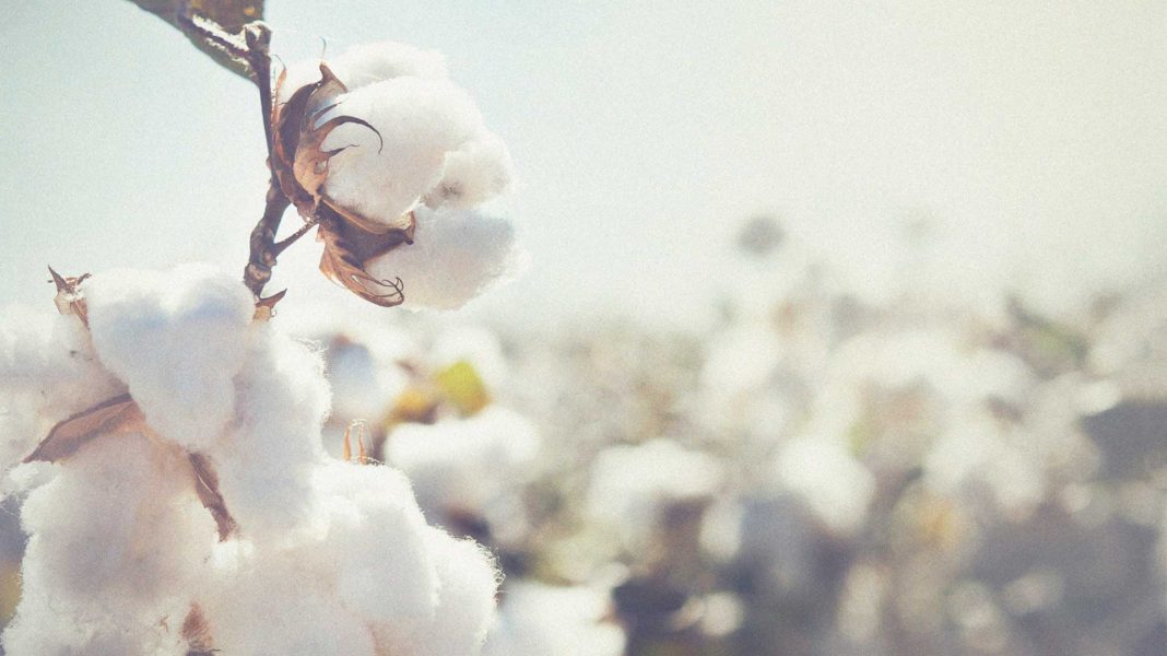 Los usos desconocidos del algodón que nadie te ha contado