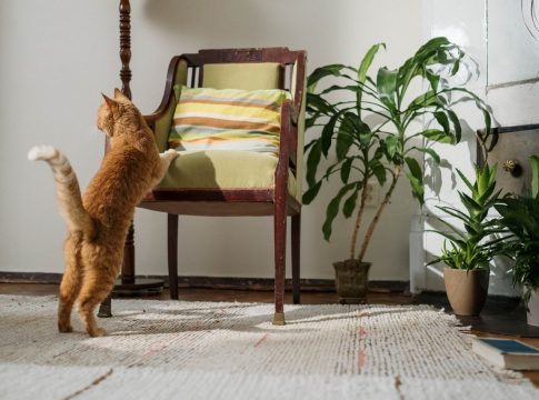 Plantas de interior que pueden matar a tu gato Plantas de interior que pueden matar a tu gato