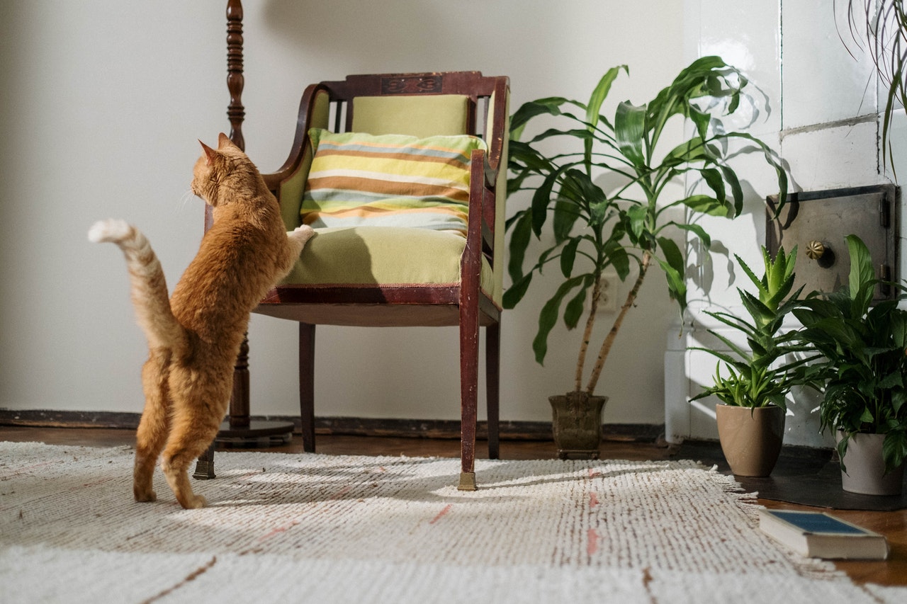 Plantas de interior que pueden matar a tu gato Plantas de interior que pueden matar a tu gato