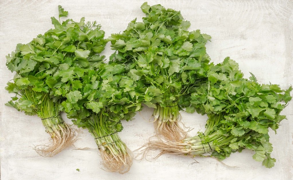 ¿Qué es el cilantro?