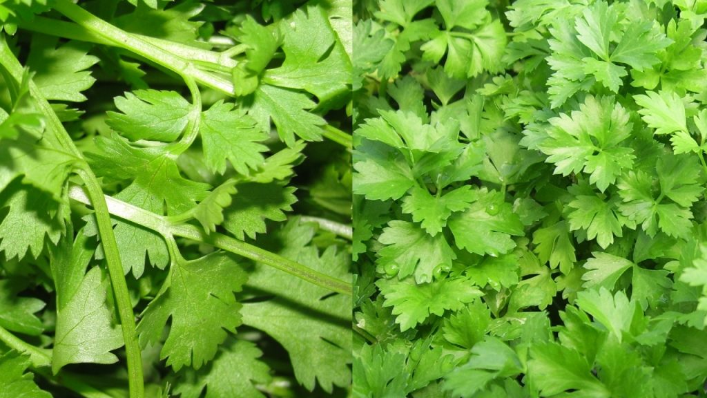 ¿Cómo diferenciar el cilantro del perejil?