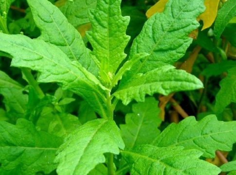 Qué es el epazote y para qué sirve 1 Qué es el epazote y para qué sirve