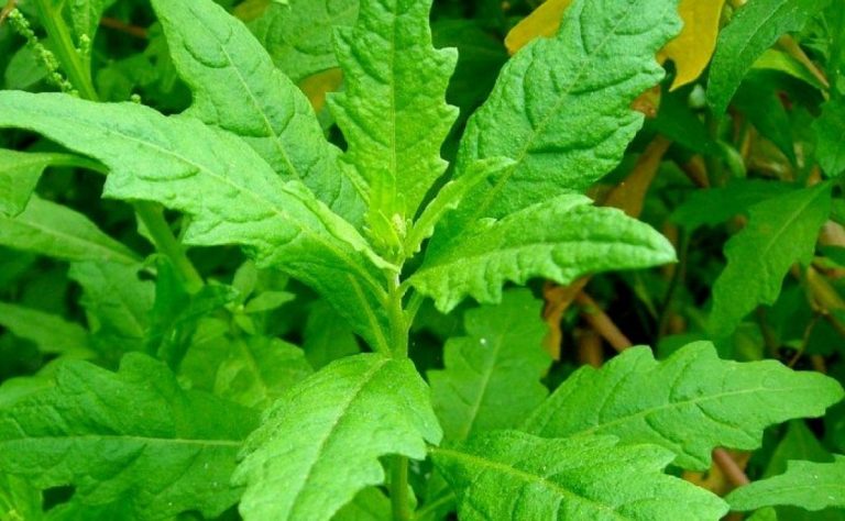 Qué es el epazote y para qué sirve