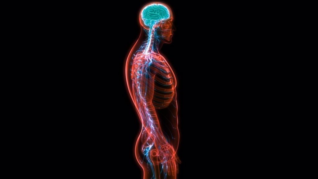 Que es el sistema nervioso central 1 ¿Porque está cubierta desde el embrión el sistema nervioso central?