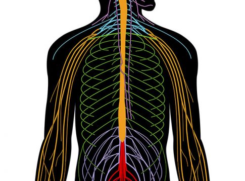 Qué es el sistema nervioso periférico 1 Qué es el sistema nervioso periférico