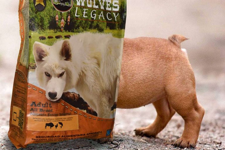 Cómo evaluar los mejores piensos para perros