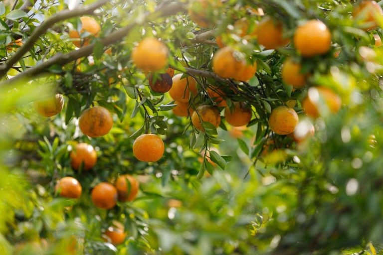 ¿Por qué comprar naranjas de zumo en Finca el Carraixet ?