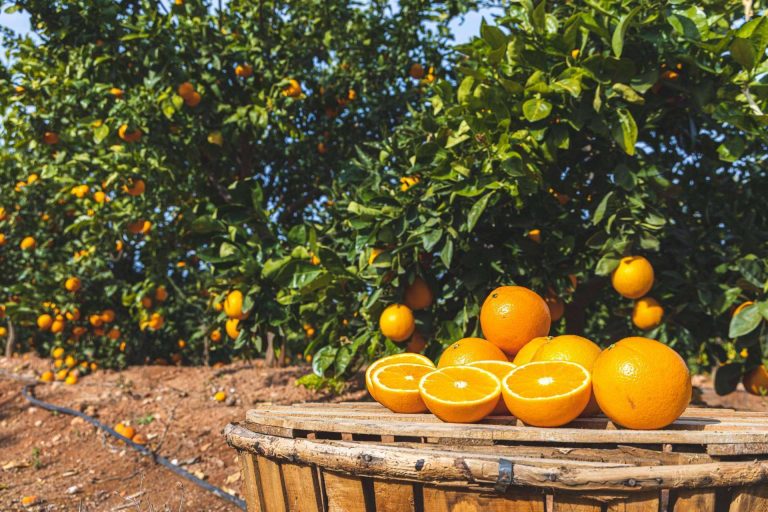 Naranjas Quique permite comprar naranjas online