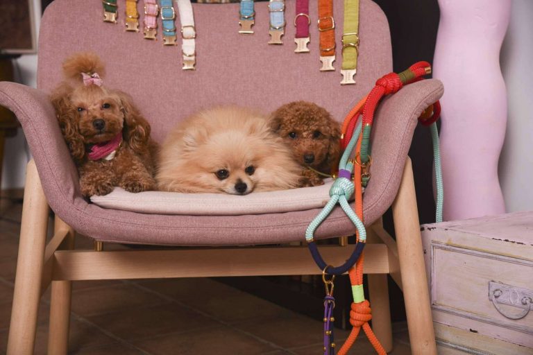 Área canina.com, los productos de máxima calidad para las mascotas