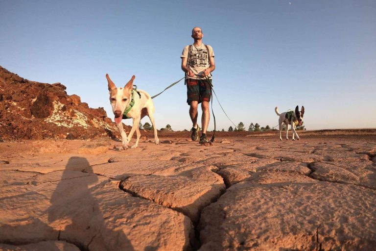 Educación canina amable y respetuosa de la mano de David Lapido