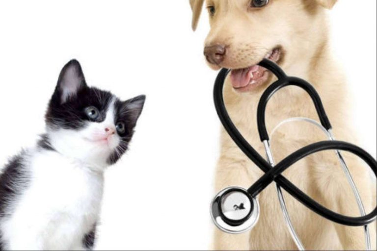 El seguro para perros y gatos de Adeslas Mascotas que protege la salud de las mascotas y de sus dueños