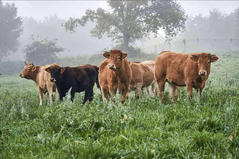 La apuesta por la sostenibilidad y el bienestar animal de Terra & Pastos