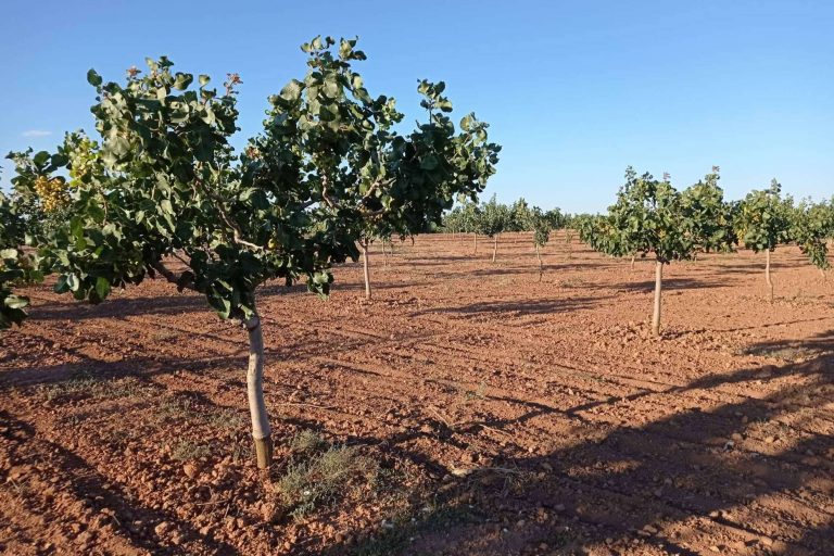 Revalorizar los terrenos rústicos con plantaciones de pistacho para combatir el despoblamiento rural, por Gextec