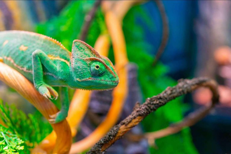 Adoptar un reptil como mascota, ¿es fácil tener un terrario en casa?
