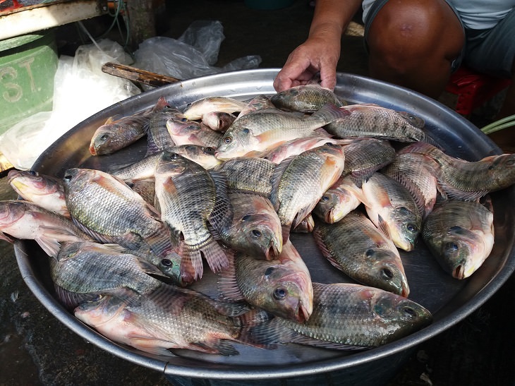 Llenos de mercurio: Ocho pescados que no deberías comer