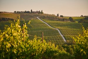Siete encapuchados, dos camiones y 30.000 botellas de vino: el robo del siglo en la Toscana