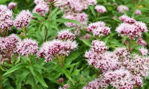 ¿Usas valeriana para dormir? Efectos secundarios que no sabías que tenía