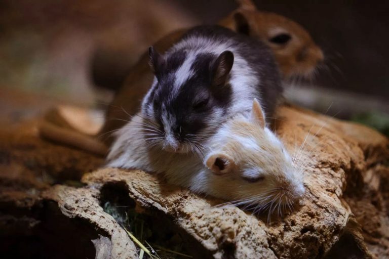 El sueño con movimientos oculares rápidos ayuda a los animales a proteger contra el ataque de los depredadores