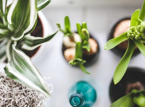 10 plantas que combaten la humedad 10 plantas que combaten la humedad