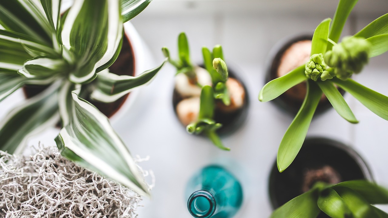 10 plantas que combaten la humedad 10 plantas que combaten la humedad